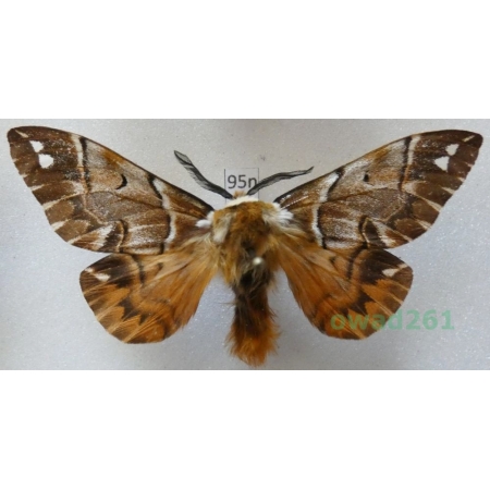 Endromis versicolora (Linnaeus, 1758) male Poland95n